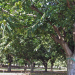 RC Farms Chestnut Orchard