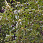 Sweet Chestnut Tree