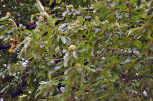 Sweet Chestnut Tree