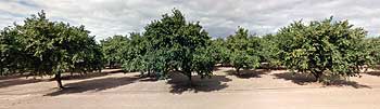 Fresh chestnuts grown at RC Farms