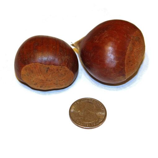 buy jumbo size sweet chestnuts