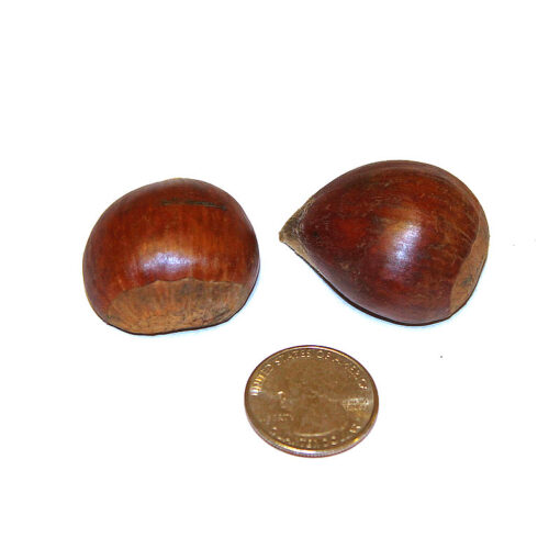 large sweet chestnuts for sale