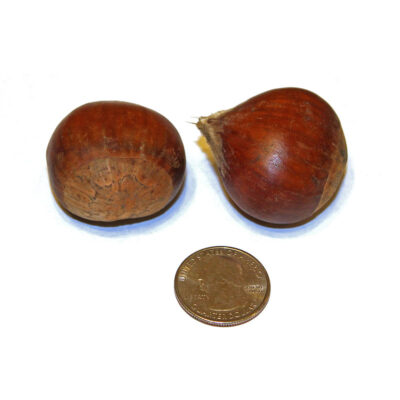 for sale extra large sweet chestnuts