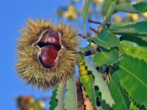 Sweet chestnuts ripening