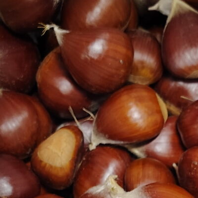 Medium Chestnuts, 5lbs, Sold in Mesh Bag